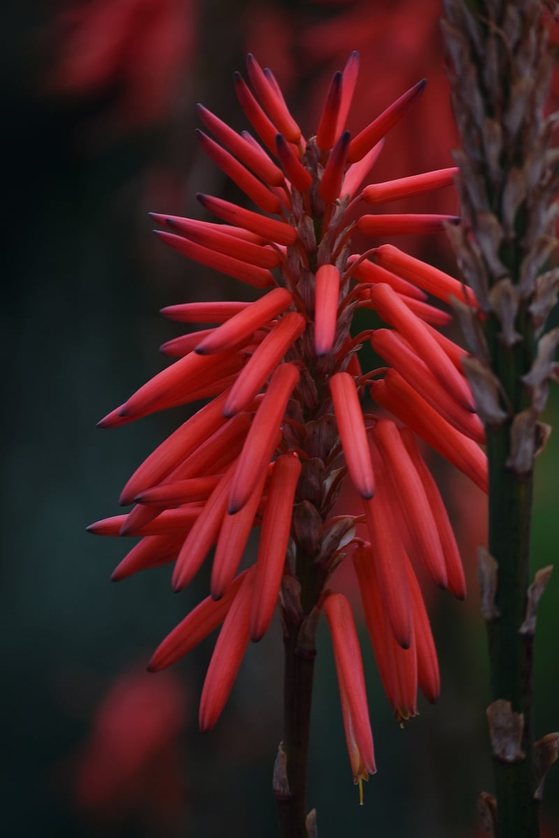 Drought-Resistant