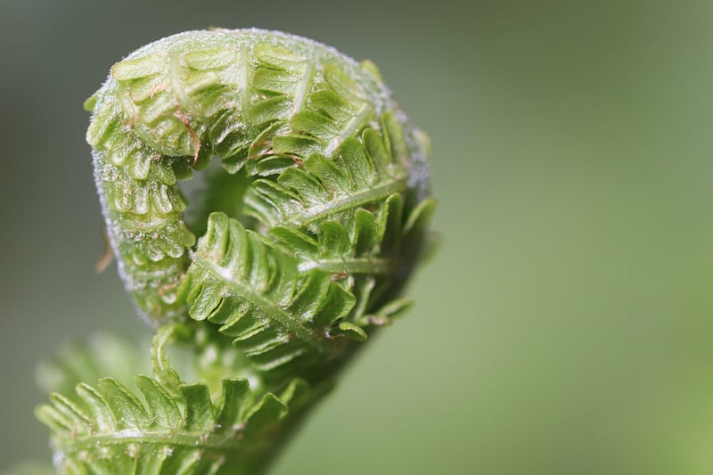 Fern plant