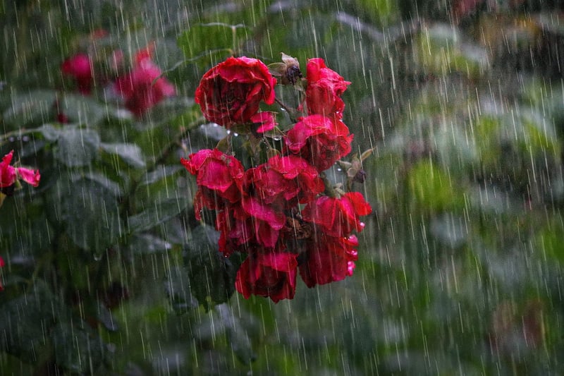 Garden Flowers