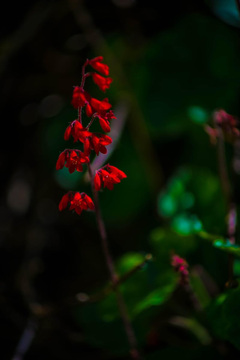 Heuchera plant