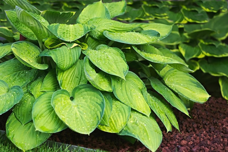 Hosta plant