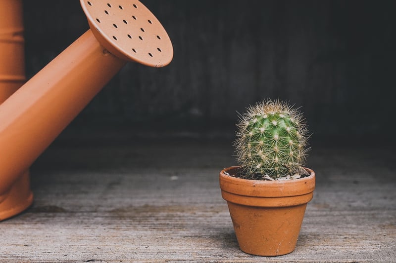 Watering plants